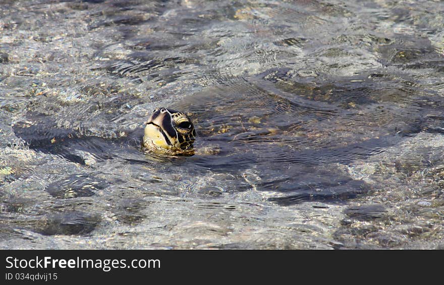 Green turtle (Chelonia mydas) near Kona (Big Island, Hawaii). Green turtle (Chelonia mydas) near Kona (Big Island, Hawaii)