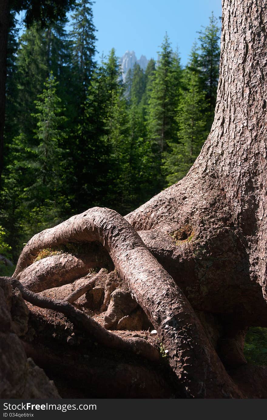 Roots of a fir tree on the banks of Lake Carezza with the Rosengarden in the background