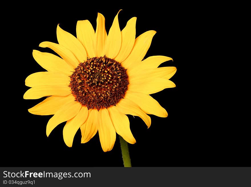 Close up of a wild sunflower - shot with black background