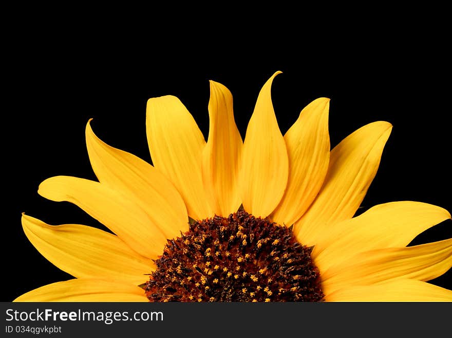 Close up of a wild sunflower - shot with black background