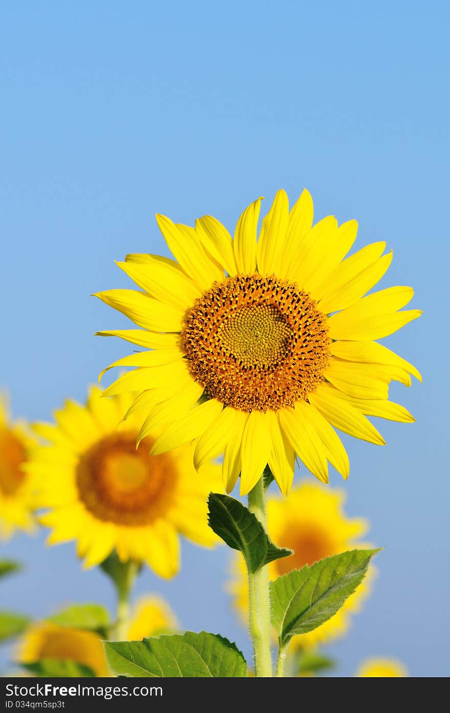 Sunflower With Blue Sky