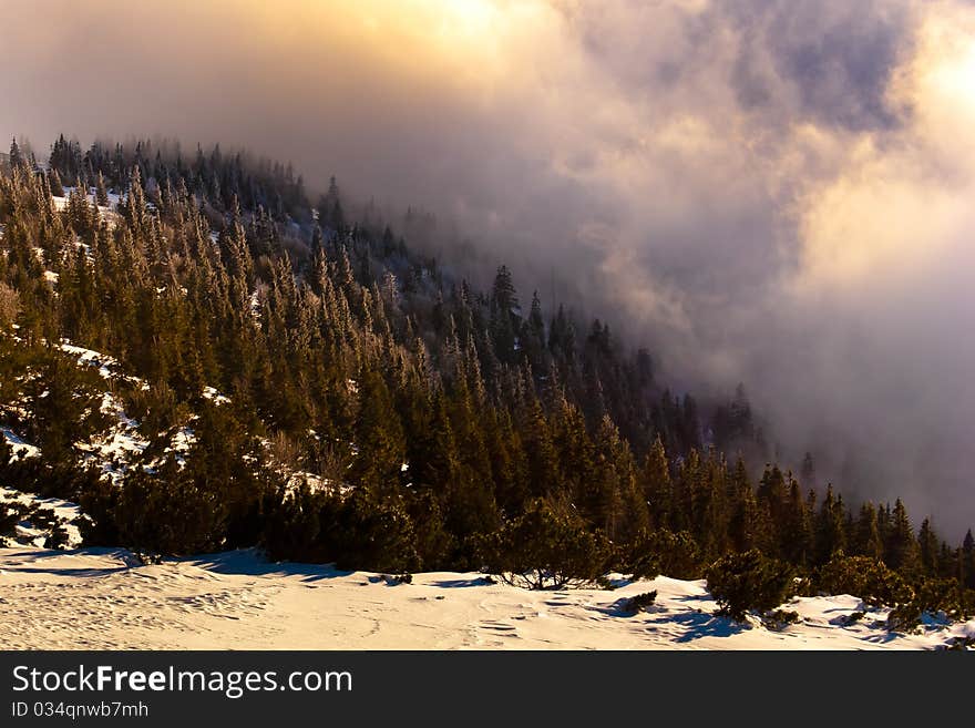 Snow-covered forest on mountain. Snow-covered forest on mountain