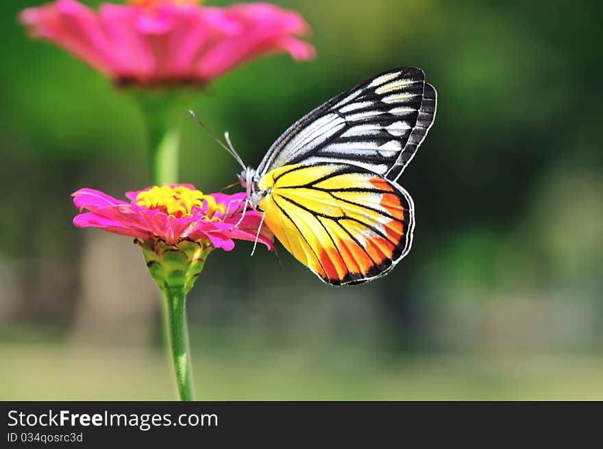 Painted Jezebel butterfly swarm pink flower