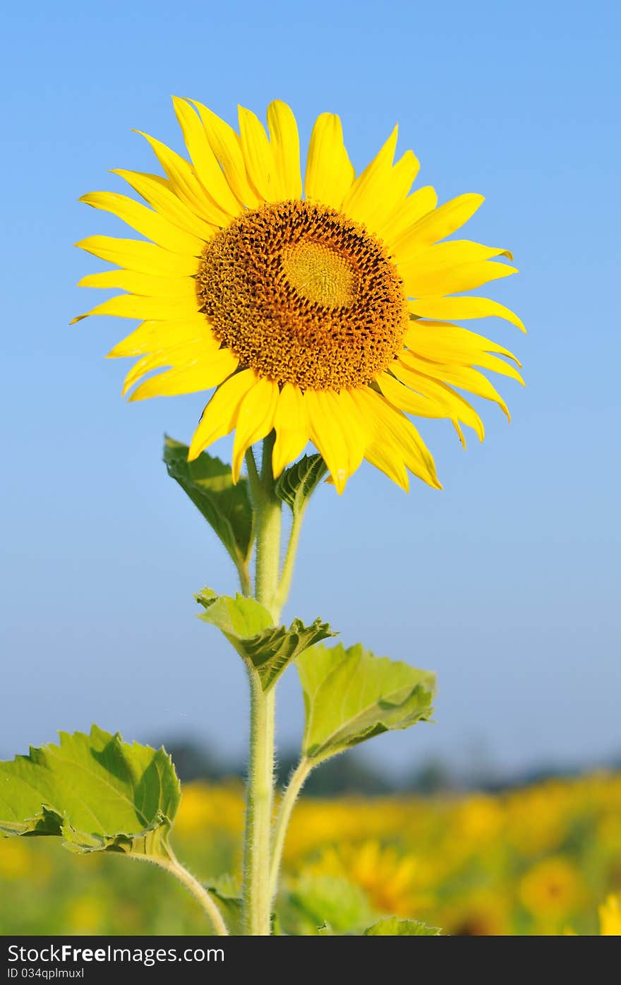 Sunflower with blue sky