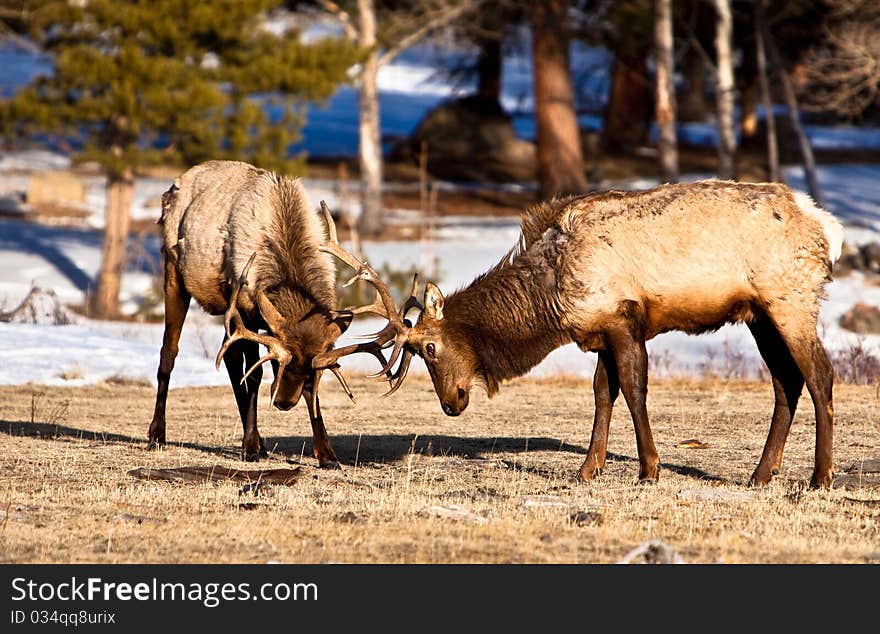 Elk At Play