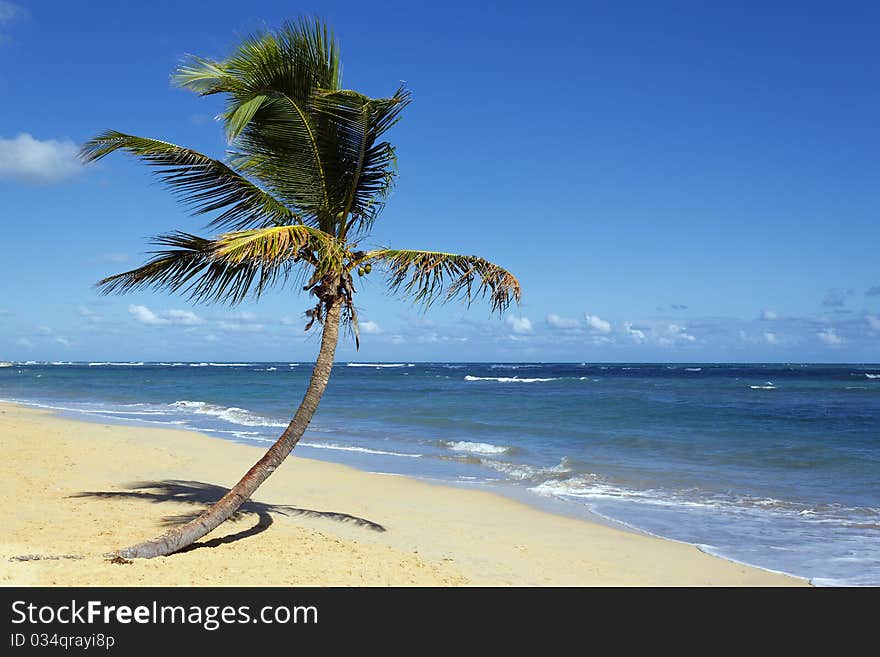 Palm on the beach