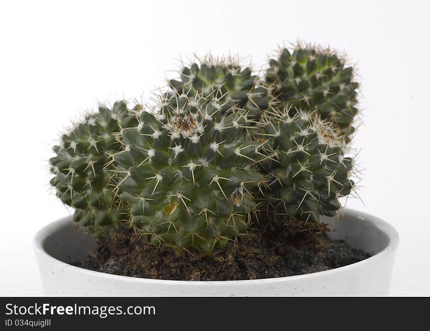 Cactus isolated on white background