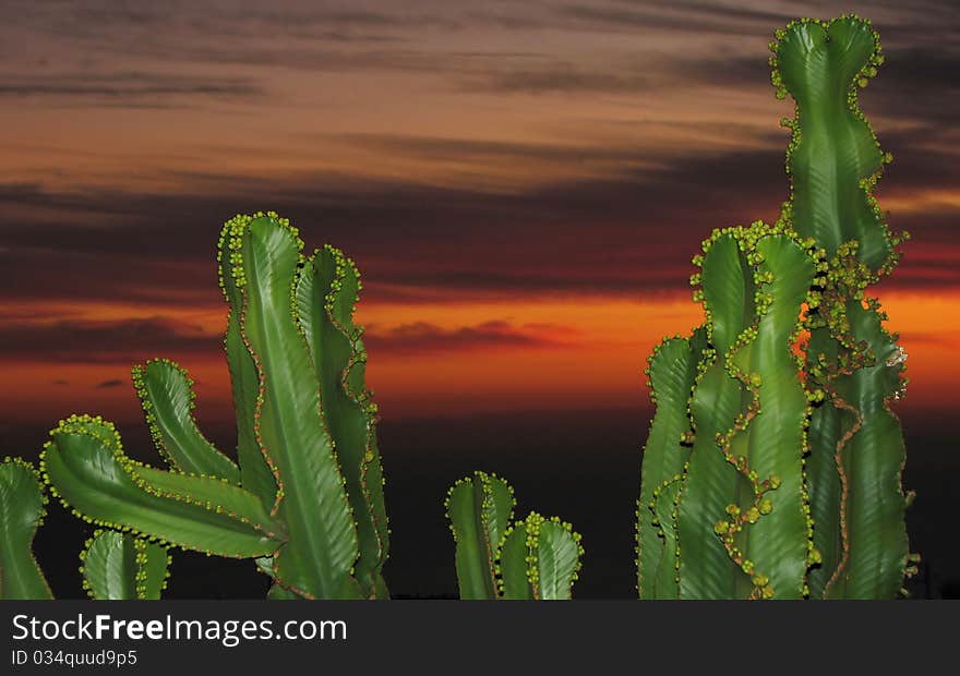 Cacti during sunset