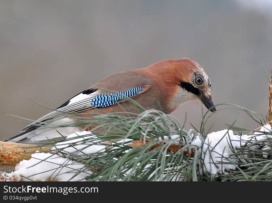 Beautiful jay bird