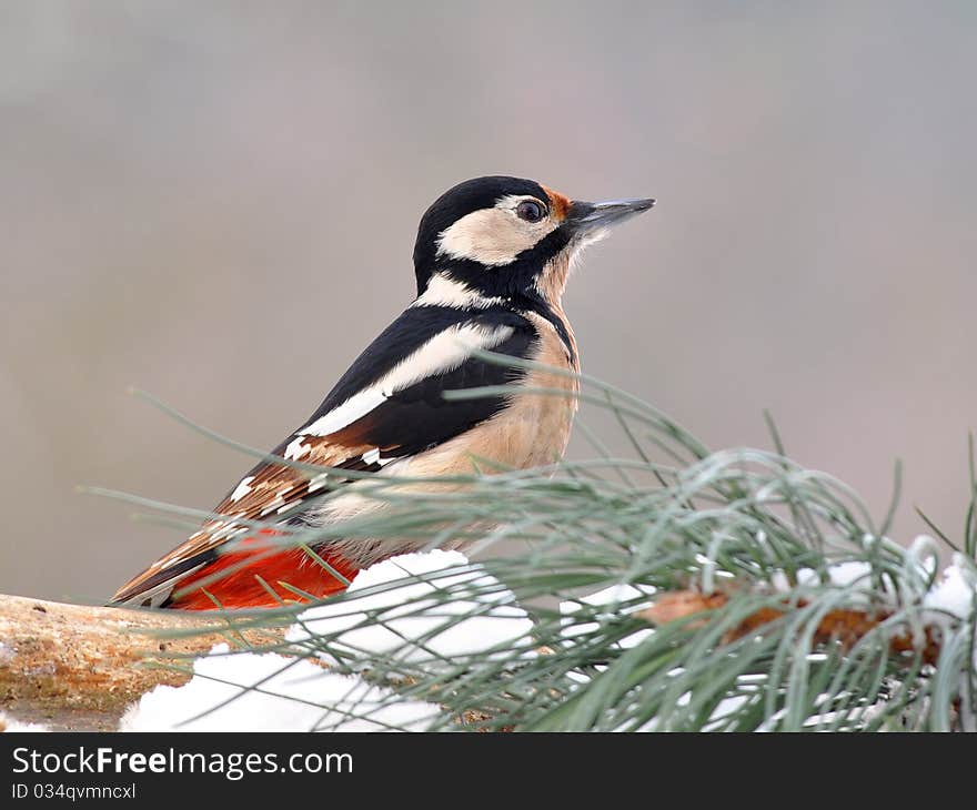 Great spotted woodpecker