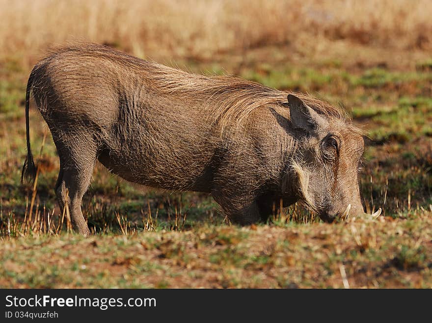 A warthog standing in a veld