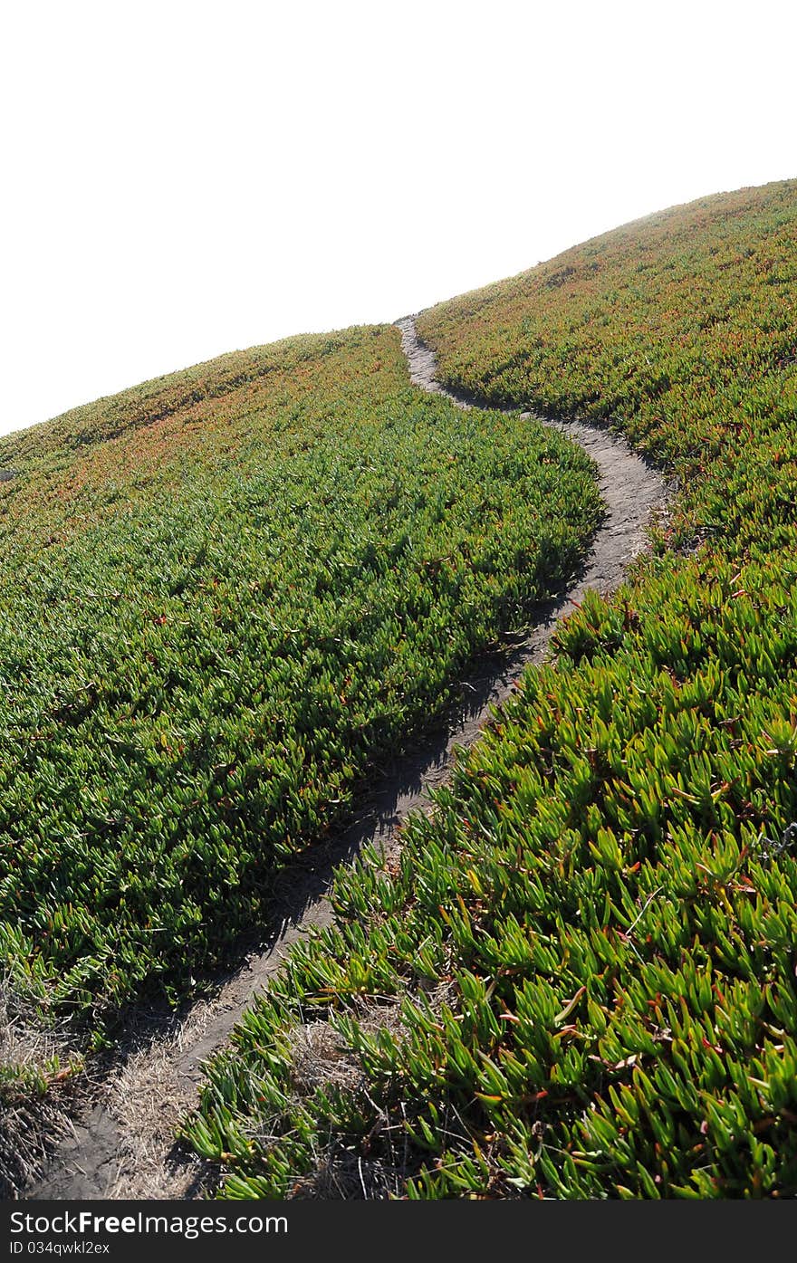 Ice Plant Field with Dirt Path