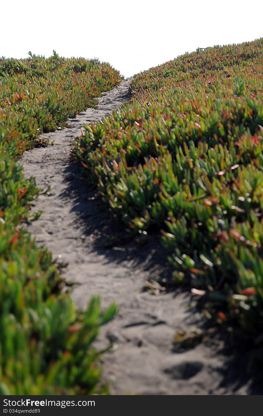 Narrow dirt pathway going through green ice plant off into the horizon with white copyspace above. Very shallow depth of field with the focus point on the horizon,. Narrow dirt pathway going through green ice plant off into the horizon with white copyspace above. Very shallow depth of field with the focus point on the horizon,