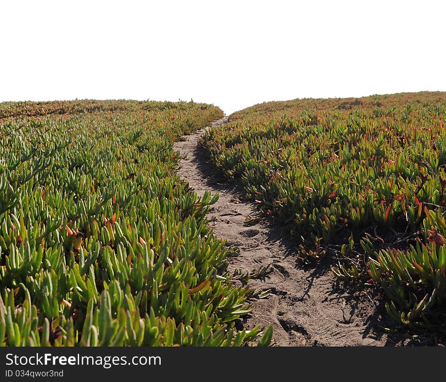 Ice Plant Field with Dirt Pathway