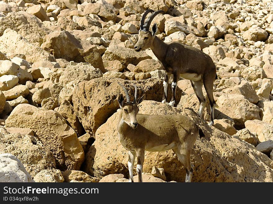 Pair of mountain chamoises among rocks in Israel