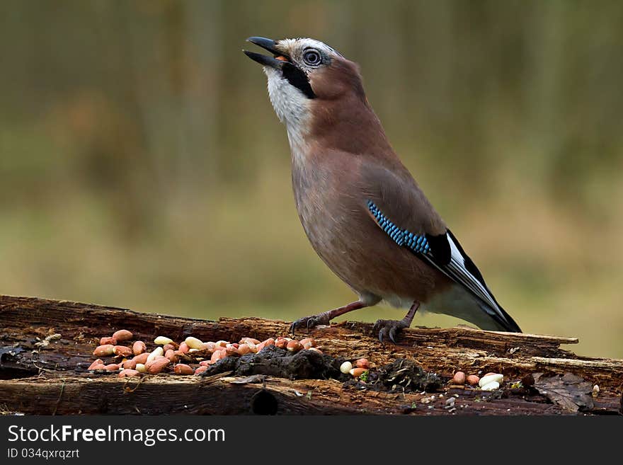 Jay at Tree Log