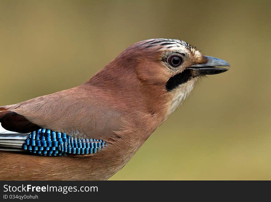 Woodland Jay