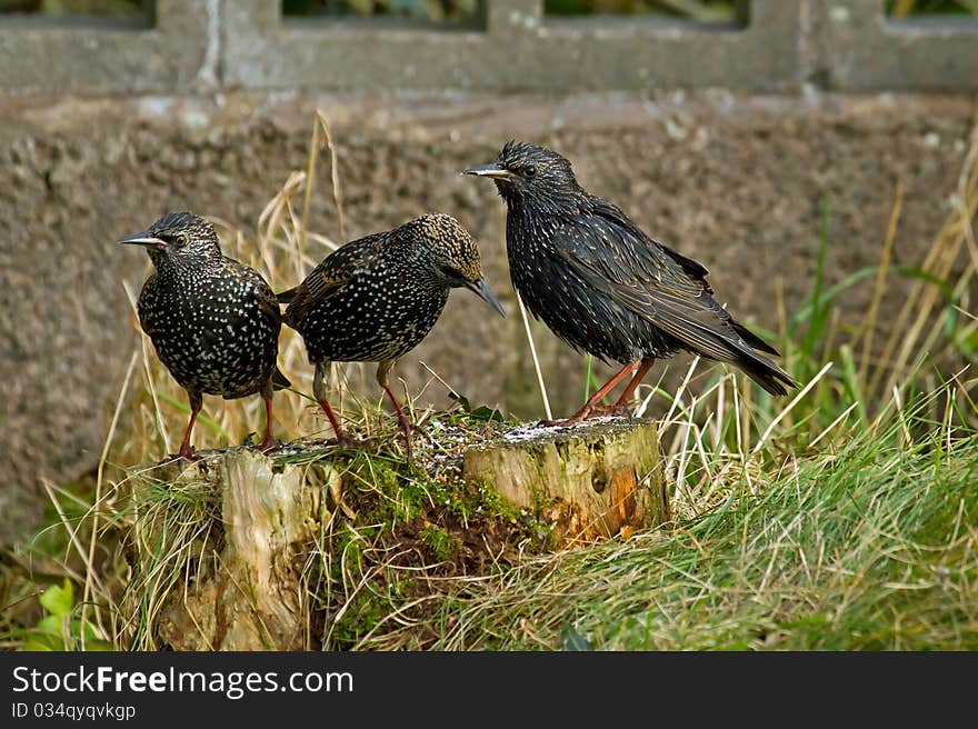 Starling Group