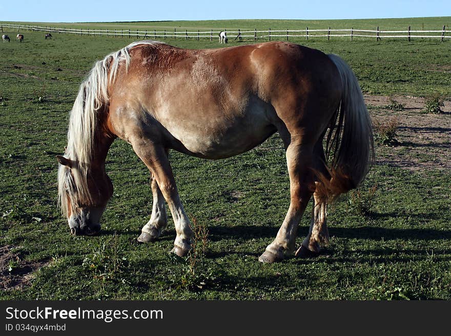 Brown Horse On The Meadow