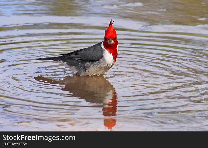 Red-crested Cardinal (Paroaria Coronata)