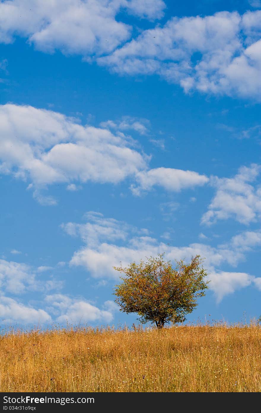 Lonely tree on the hill with beautiful autumn colors