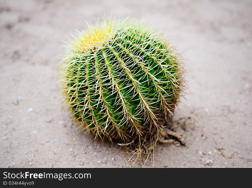 The big green cactus on sand