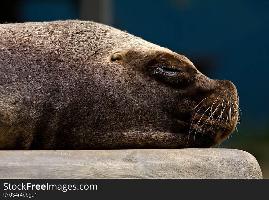 Close-up portrait of a sea lion resting with closed eyes