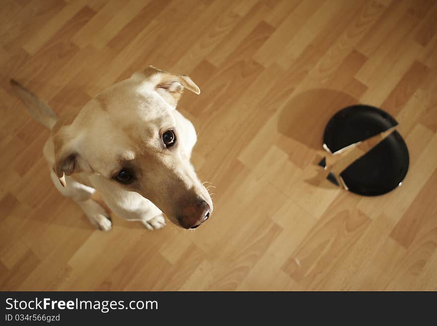 Rascal bright Labrador retriever in the kitchen.