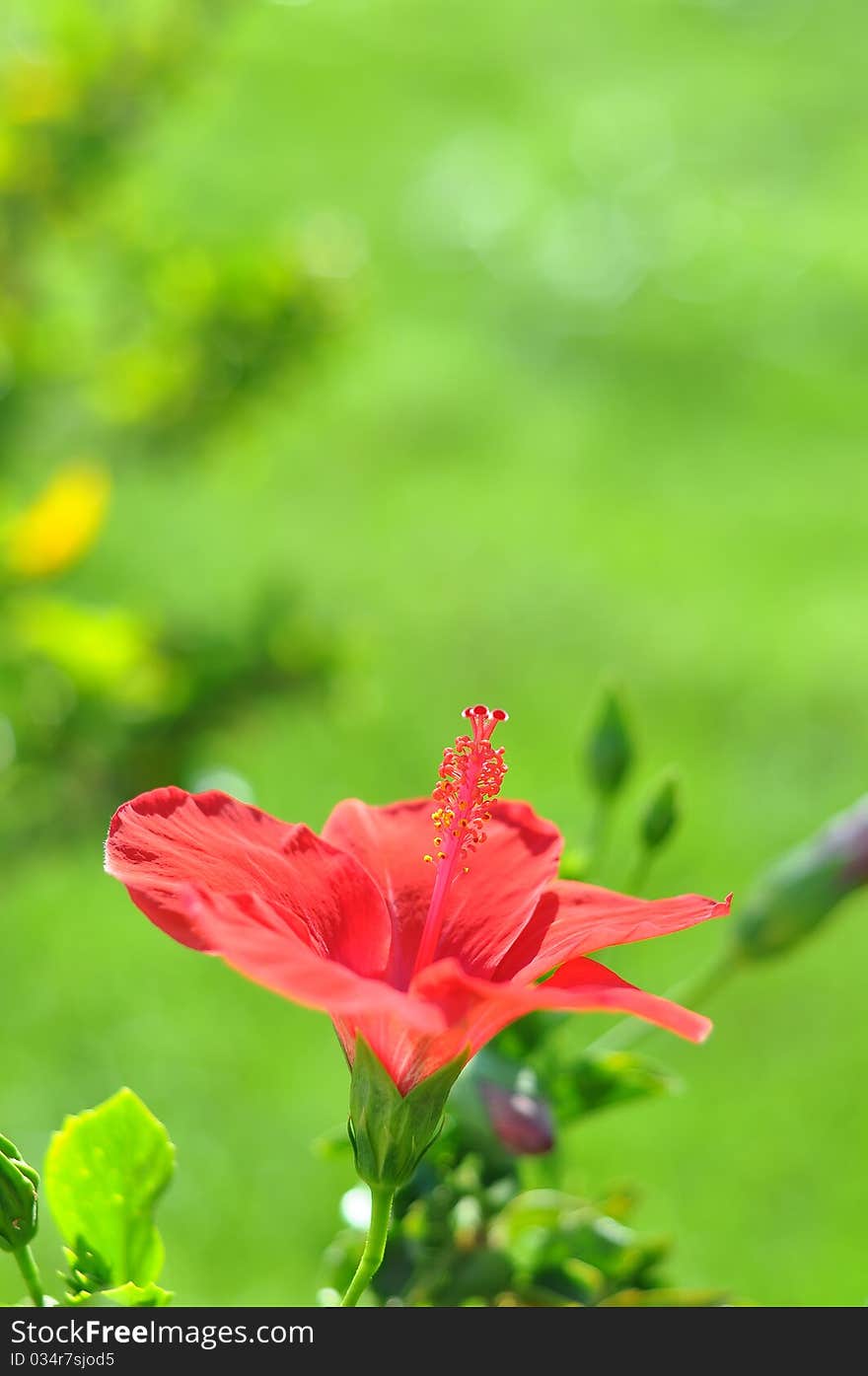 Red Flower