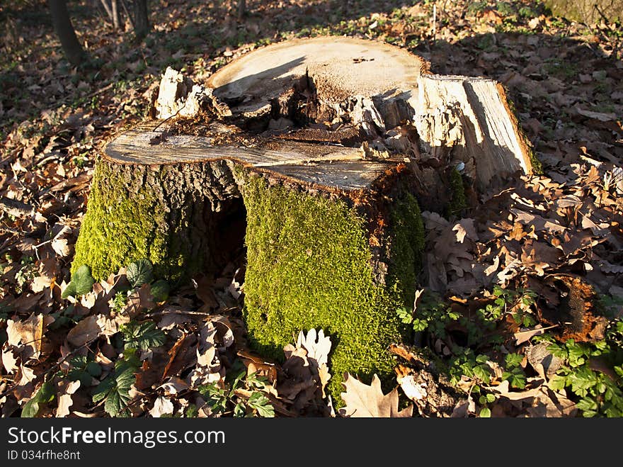 Freshly cut in early autumn. I wonder why. It wasn't hurting anyone, nor in the way of anything. Sad. Freshly cut in early autumn. I wonder why. It wasn't hurting anyone, nor in the way of anything. Sad.