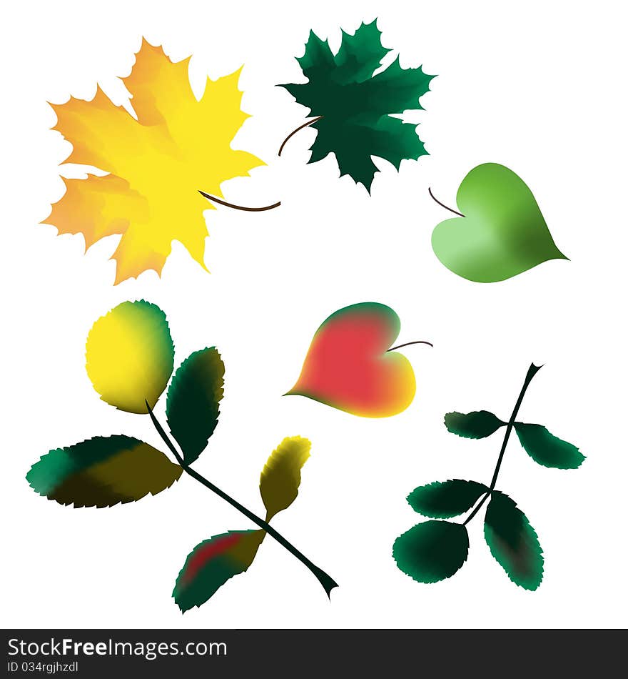 Collection Of Autumn Leaves