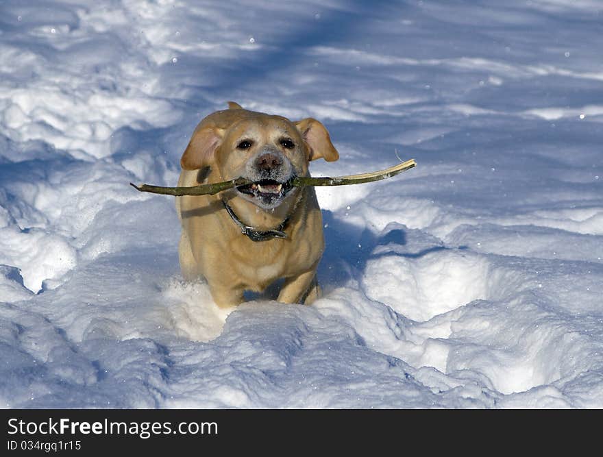 Labrador Retriever and white snow