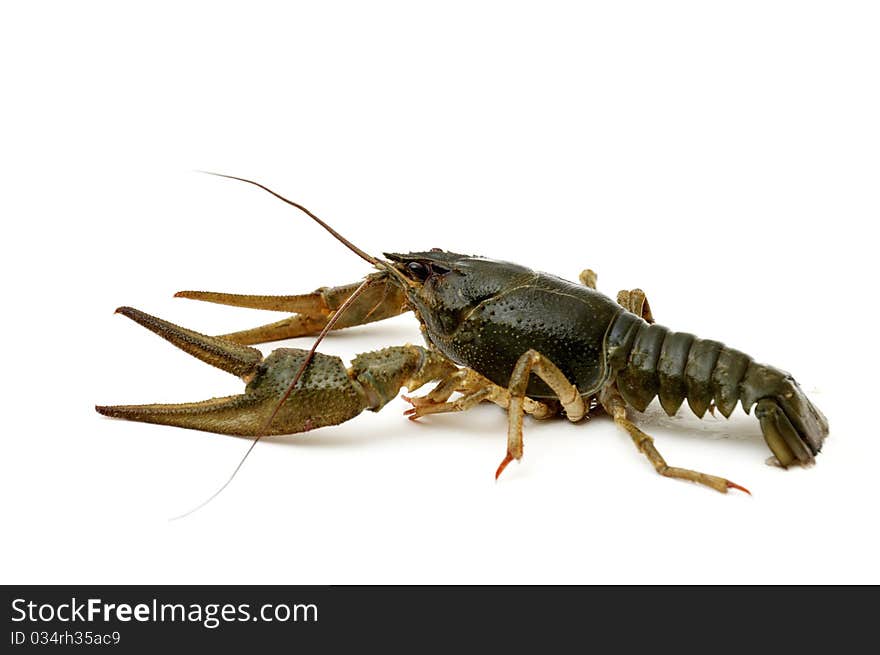 Crayfish On A White Background.