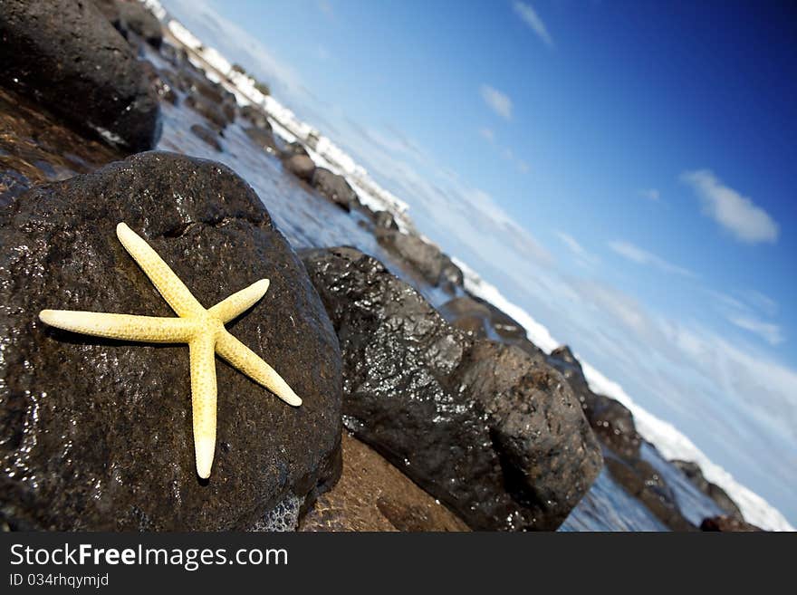 Yellow starfish