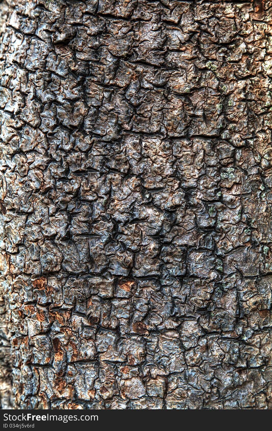 Closeup high contrast image of tree bark from a pandanus tree. Closeup high contrast image of tree bark from a pandanus tree