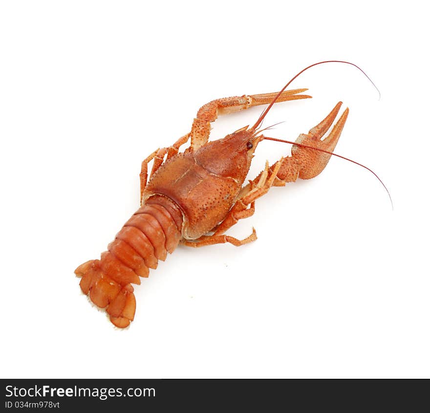 Red crayfish isolated on a white background. Red crayfish isolated on a white background