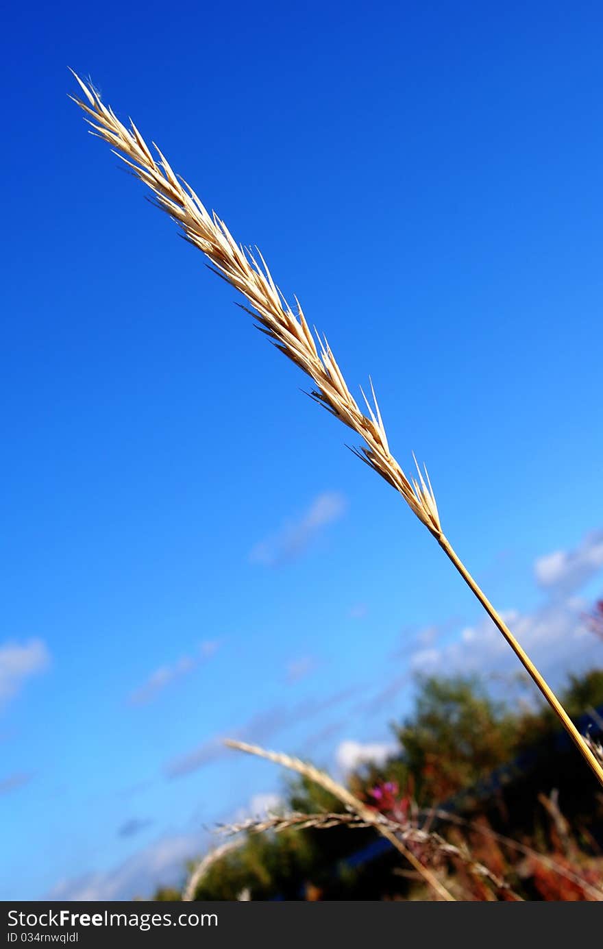 Rye and grass on the sky background