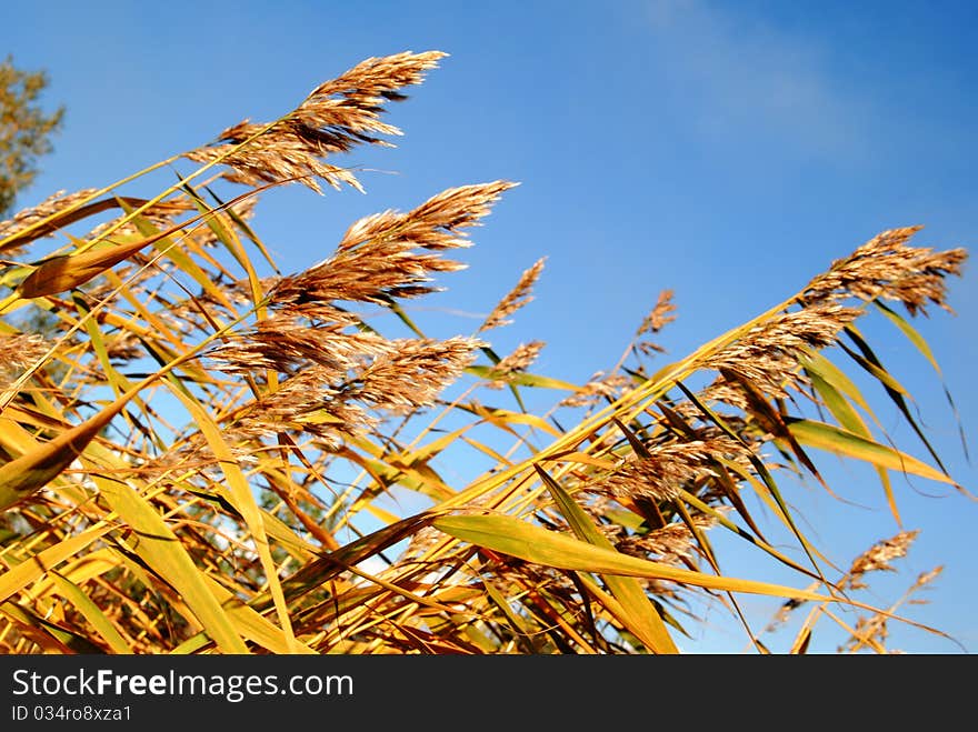 Grass on the blue sky background