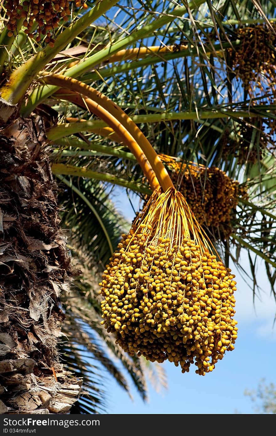 Date palm with bunches of dates