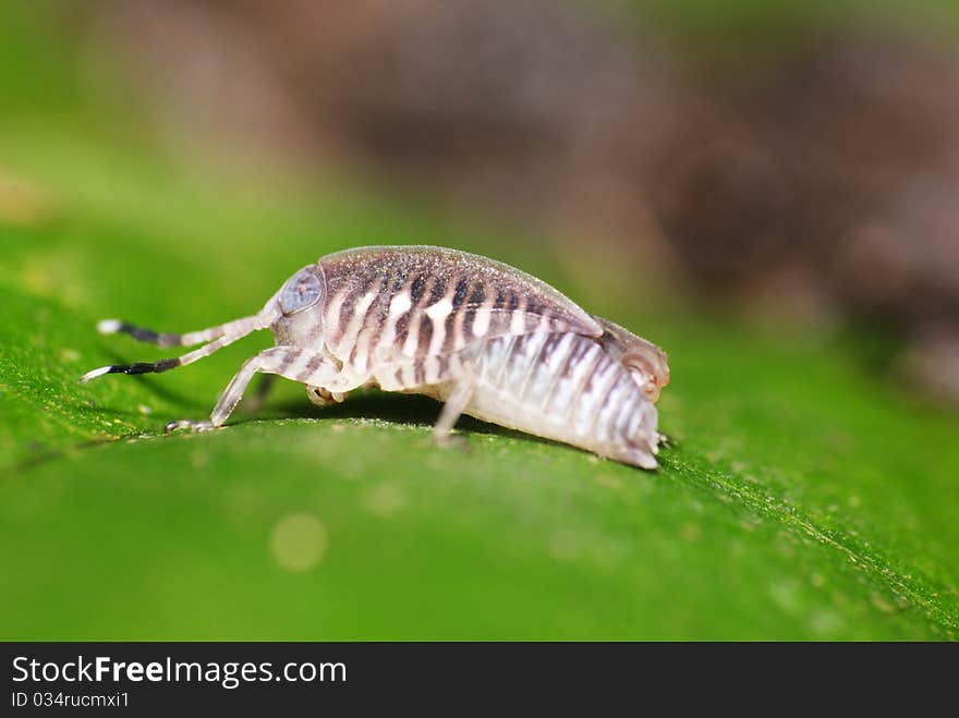 Striped grasshopper