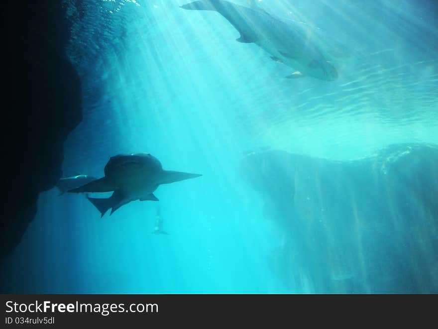 A grey reef shark swimming along the reef edge