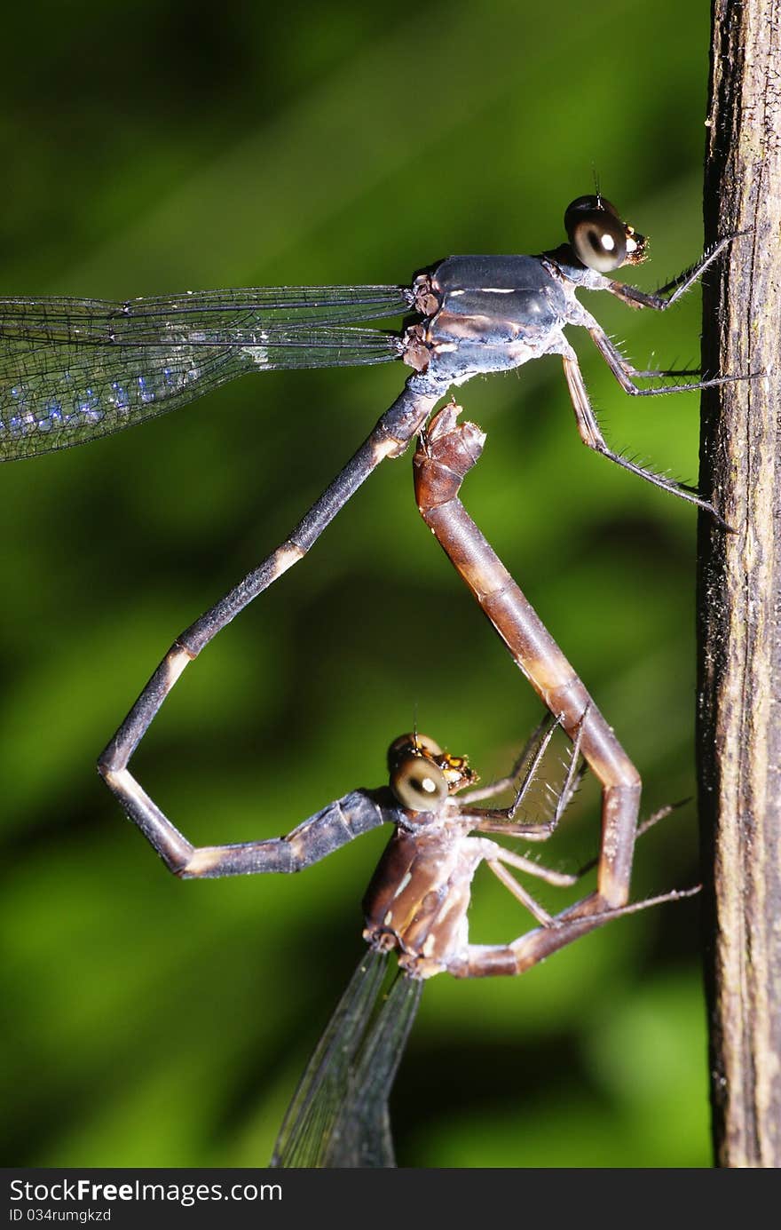 Damselfly mating