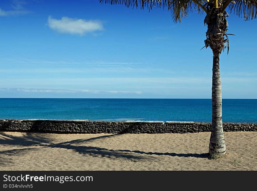 Palm tree and palm tree shadow on the sand