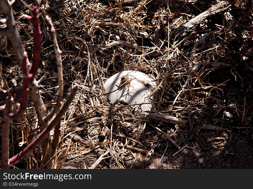 Bushmen water storage in ostrich eggshell