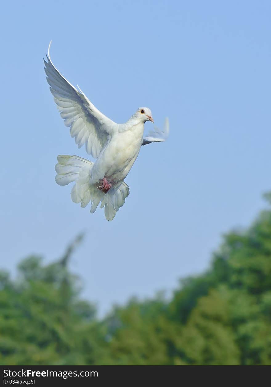 White dove in free flight under blue sky