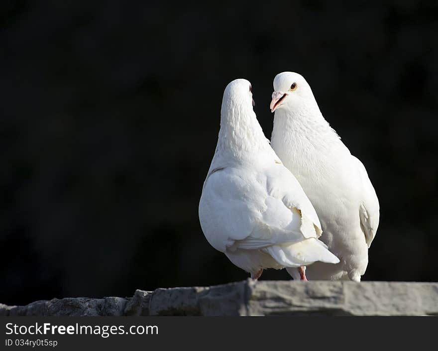 Two loving white doves in a garden