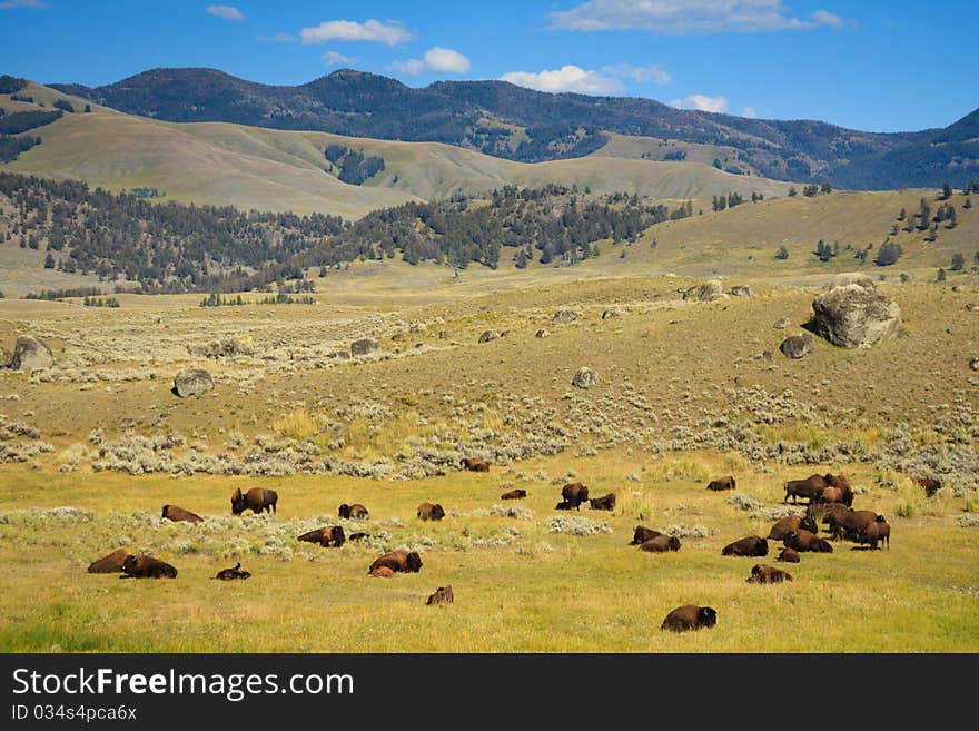 Bison herd resting in Little America