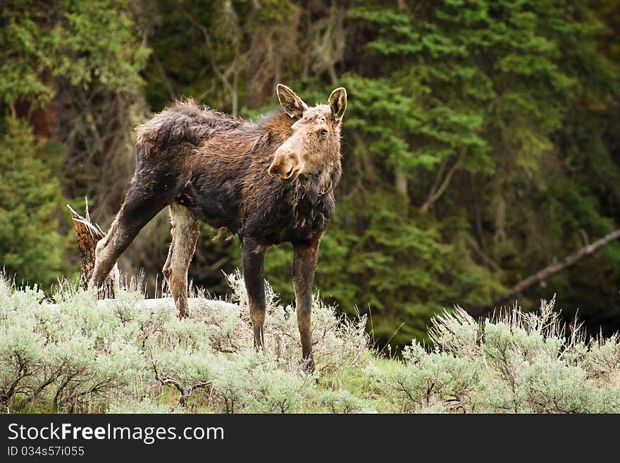 A moose cow looking around her surroundings in Yellowstone National Park.