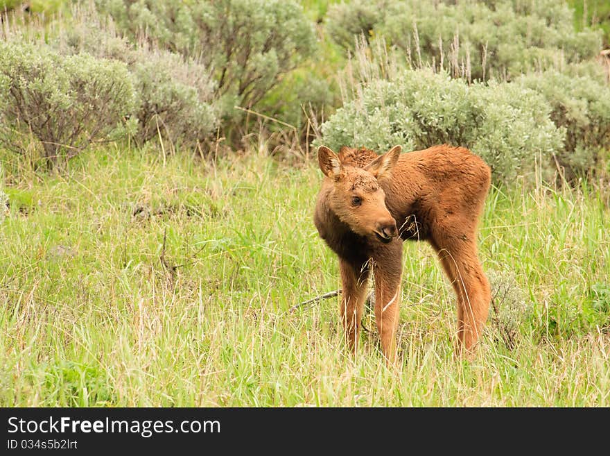 Cute moose calf exploring sagebrush meadow. Cute moose calf exploring sagebrush meadow.