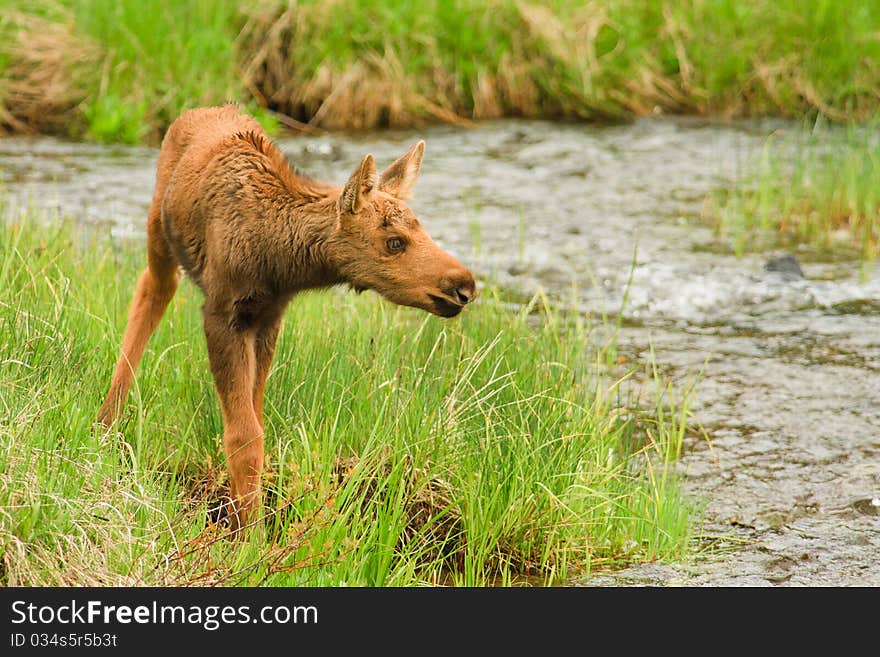 Moose Calf